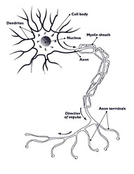 nerve cell.JPG