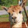 Alpaca