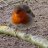 Robinredbreast