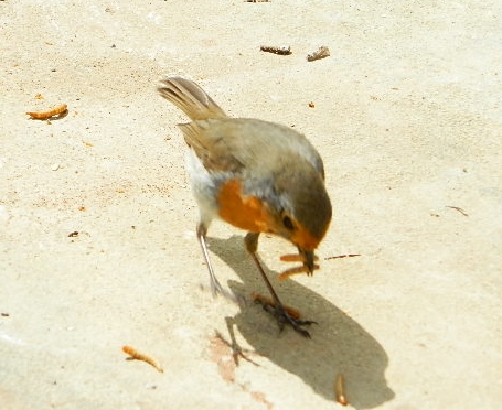 009 - Copy.JPG