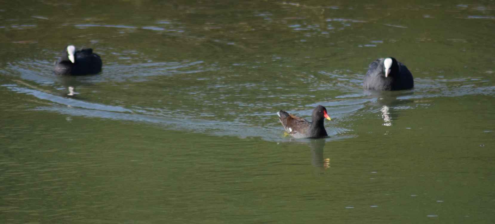 2 coots and another.jpg