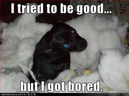 82877-Funny+dog+quotes+with+pictures.jpg