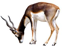 Antelope.png