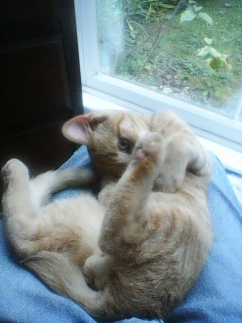 Biscuit 1.jpg