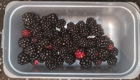 Blackberries.jpg