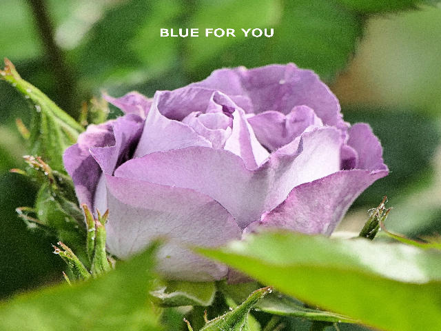 Blue for you.jpg