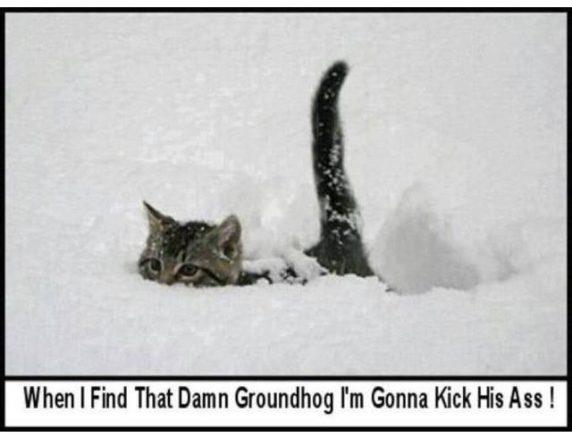 cat and groundhog.jpg