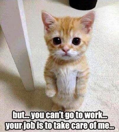 Cat and work.jpg