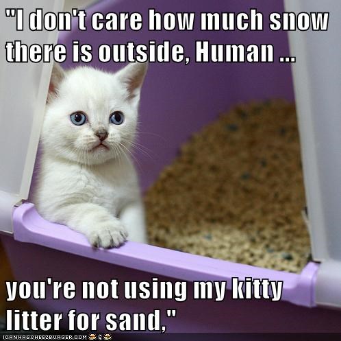 cat litter.jpg