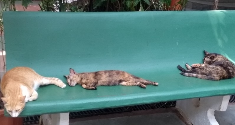 cats on a bench.jpg