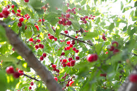 cherry tree.jpg