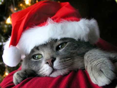 christmas cats 2.jpg