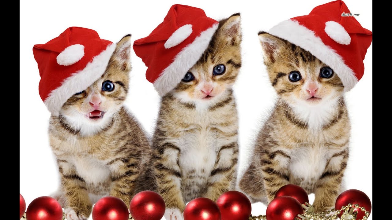 christmas cats.jpg