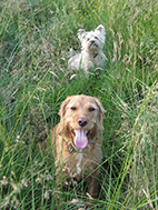 cuckoo and hugo in he grass web.jpg