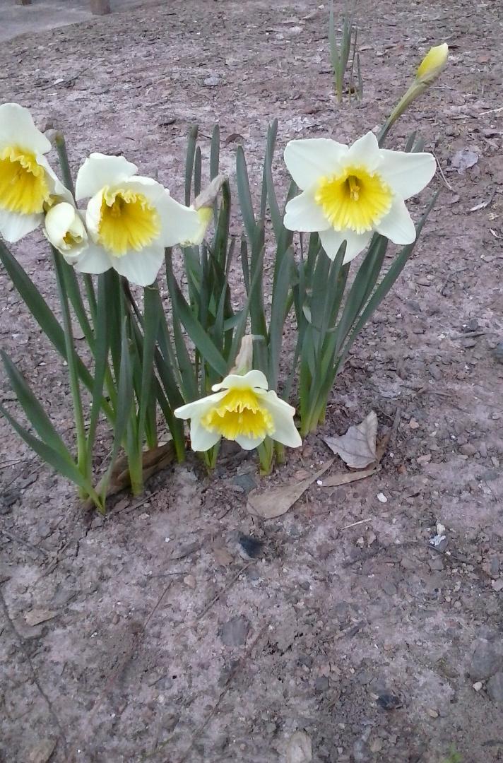 daffodils for UK.jpeg