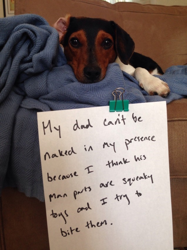 dog shame.jpg