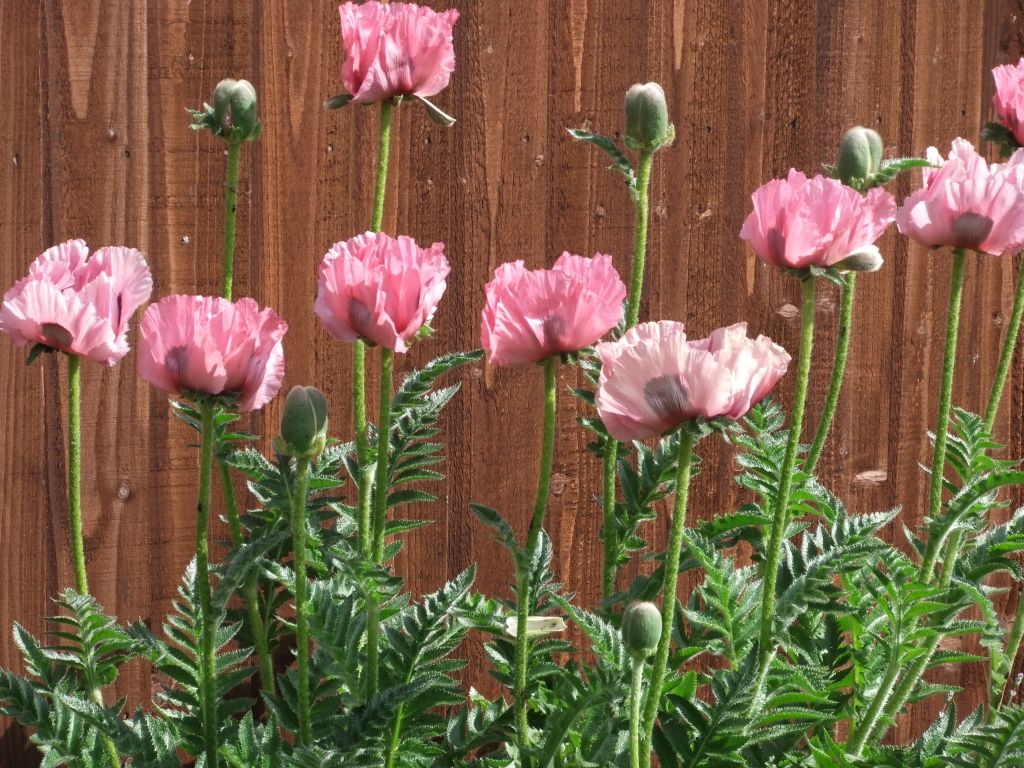 DSCF5026.JPG