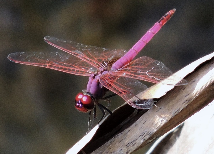 DSCN6368.JPG