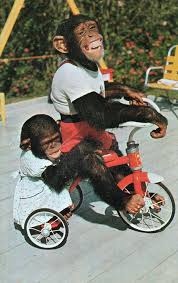 early chimp.jpg