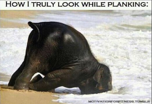 elephant plank.jpg