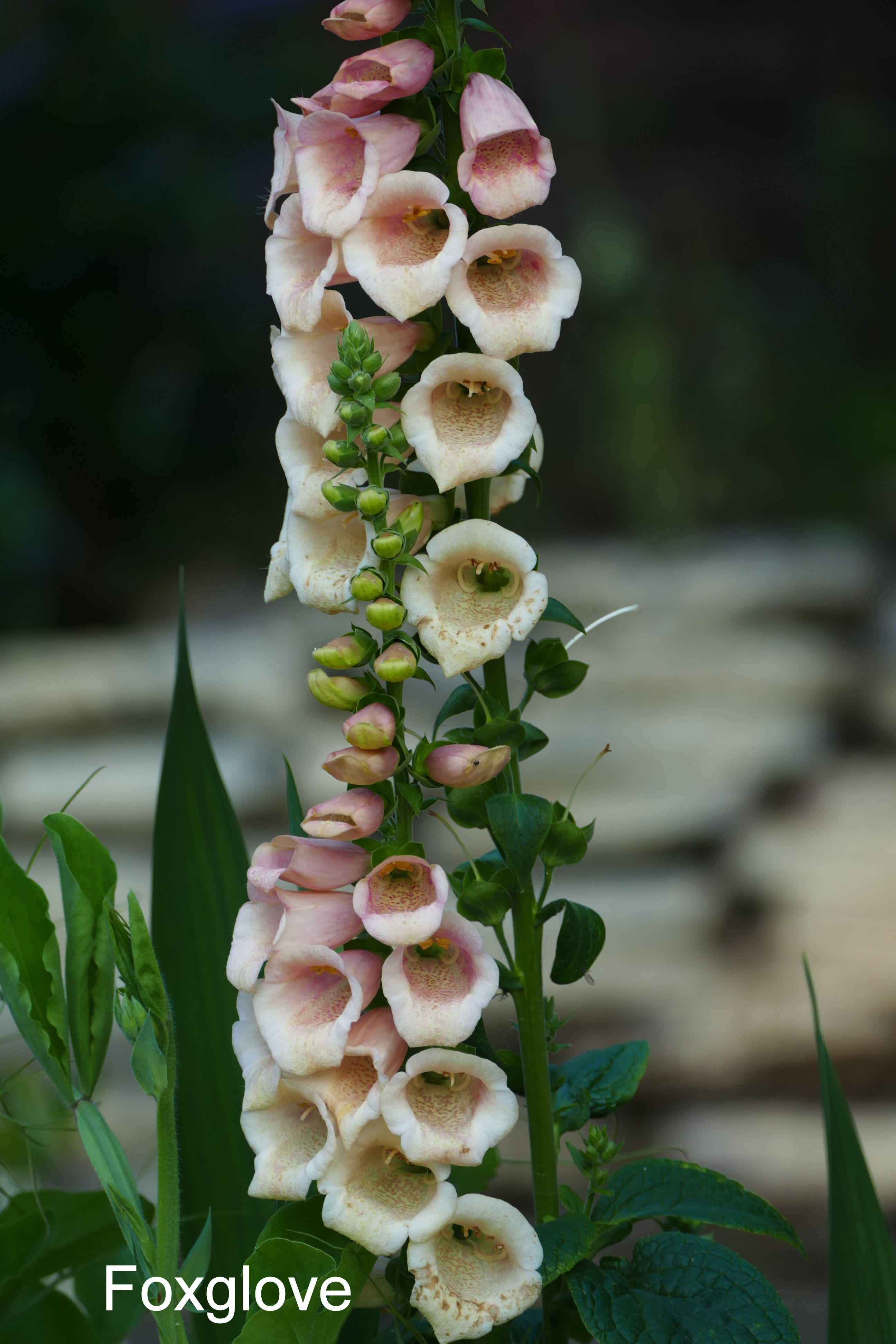 Foxglove A.jpg