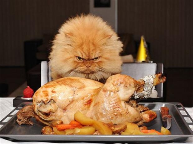 funny-thanksgiving-pictures-23.jpg