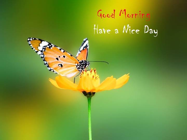 Good-Morning-With-Butterfly-HD-Wallpaper.jpg