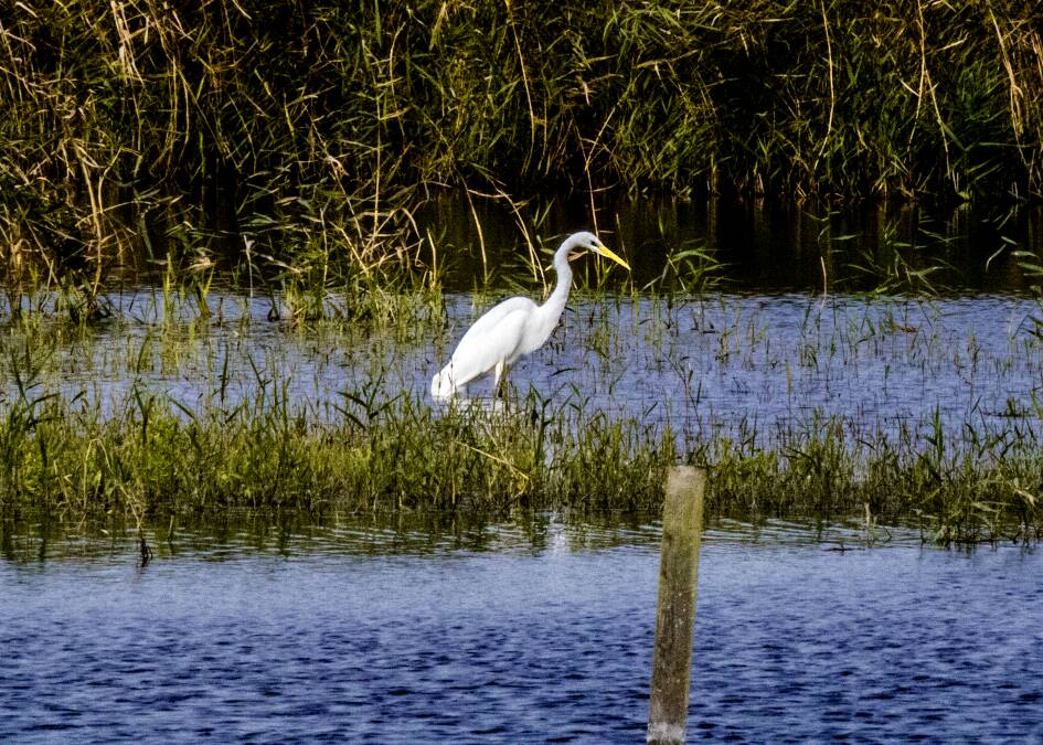 Great%20White%20Egret%20-%20Ham%20Wall%20-%2025.10.2016.jpg.jpg