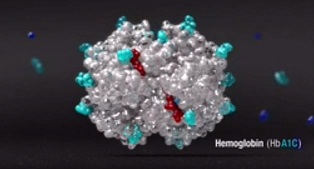 Haemoglobin model 2.jpg