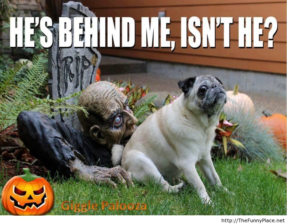 Halloween-funny-image-with-saying.jpg