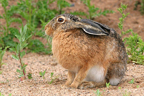 Hare_Rune_Midtgaard.jpg