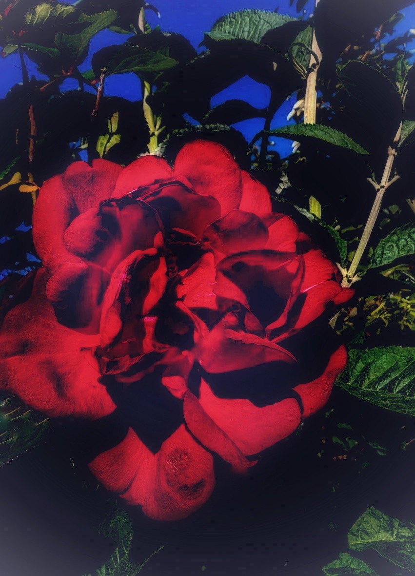 IMG_1460.jpeg