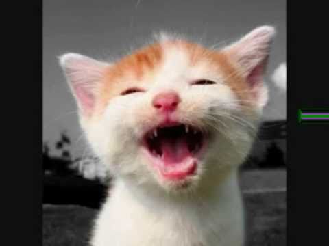 laughing cat.jpg