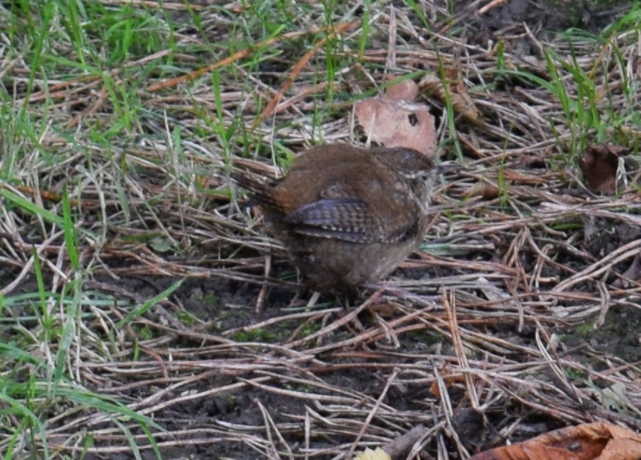 Little Bird2.jpg