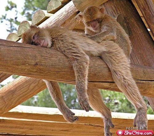 monkey massage.jpg