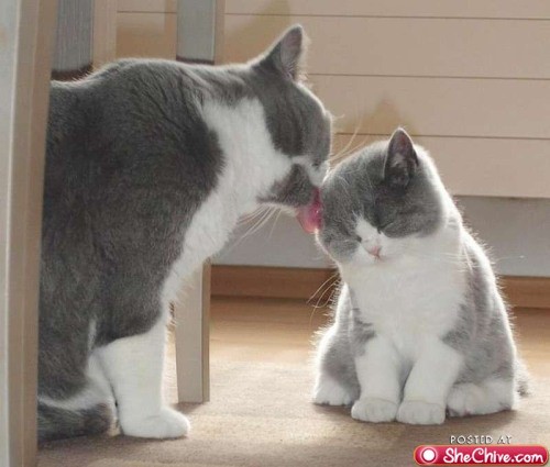 Mother & Kitten.jpg