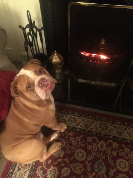 samll Harry by the fire.JPG