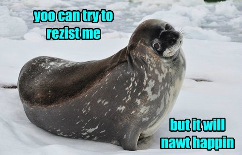 seal.jpg