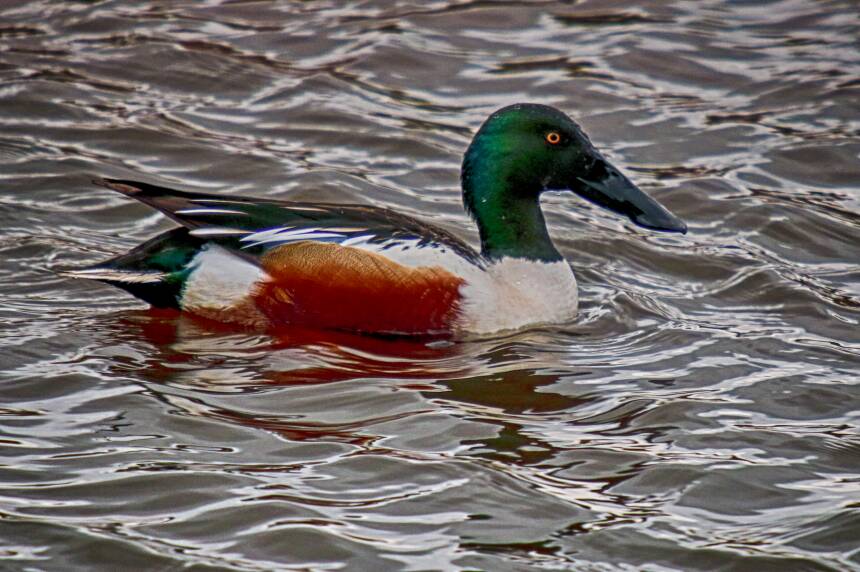 Shelduck%201%20-%2012.01.2018%20-%20Isley%20Marsh.jpg
