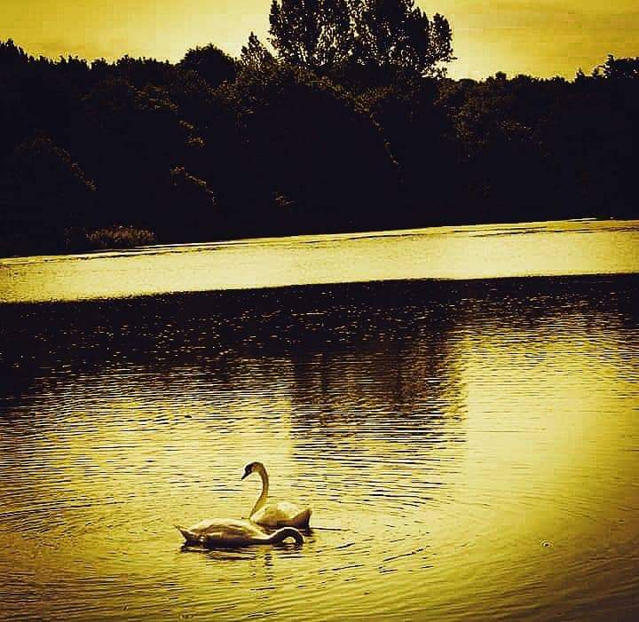 Swans by Melody.jpg