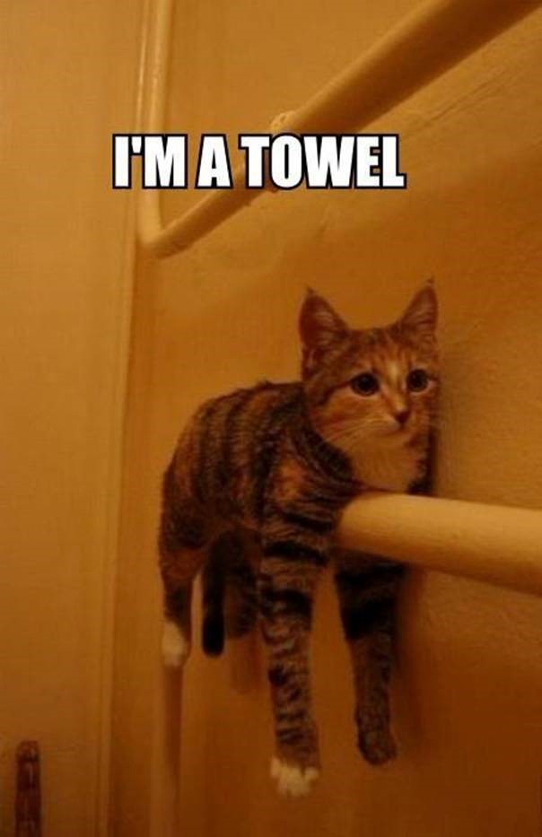 towel cat.jpg