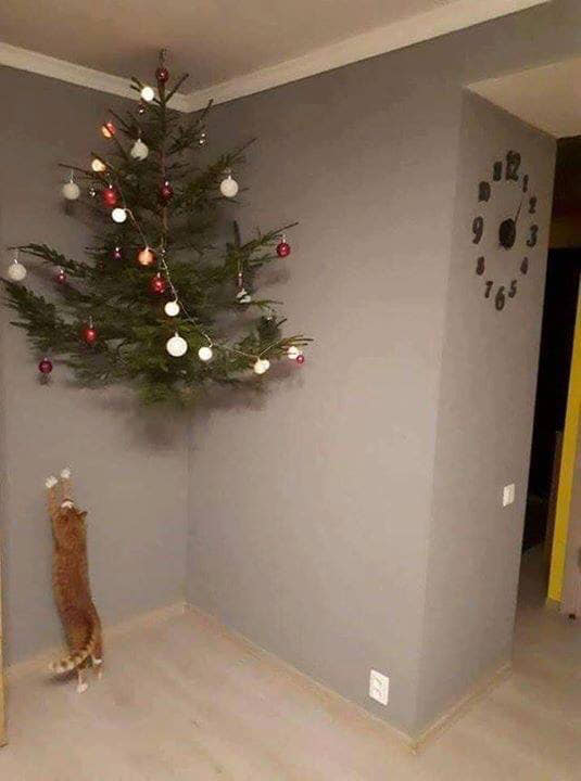 tree cat.jpg