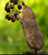 vole.png