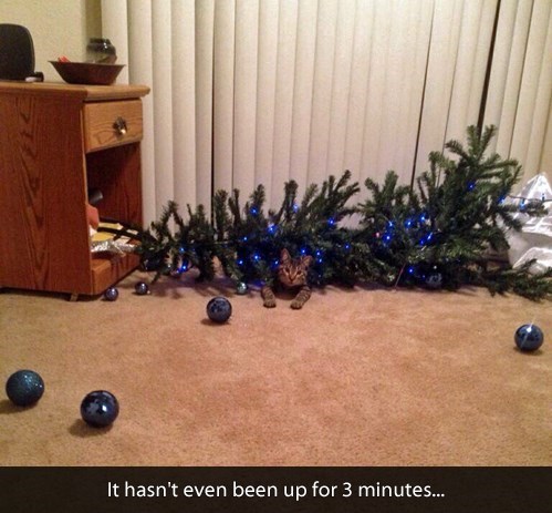 xmas tree.jpg