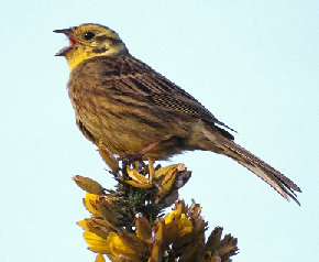 yellowhammer.png