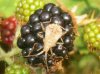 Blackberry bug R.jpg