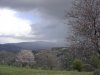 Almond blossom near troodos.JPG