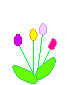 Colorful_tulips.gif