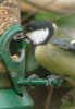 Great tit cu.JPG
