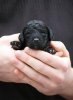 Black-Poodle-Puppy.jpg